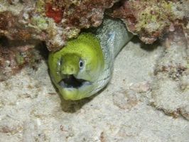 129 Undulated Moray IMG 2521